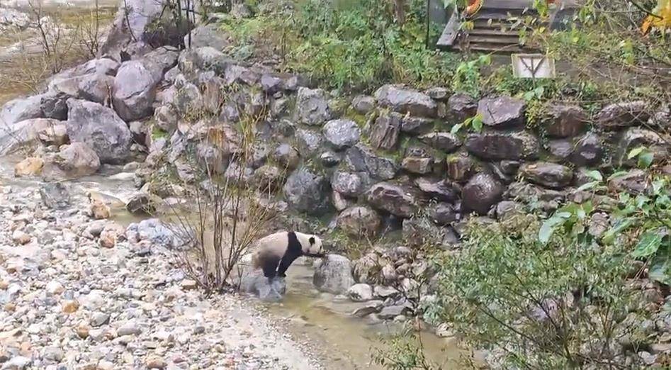 皇冠皇冠平台_游客在陕西龙吟峡偶遇大熊猫过河皇冠皇冠平台,景区:系纯野生秦岭大熊猫,今年首次发现