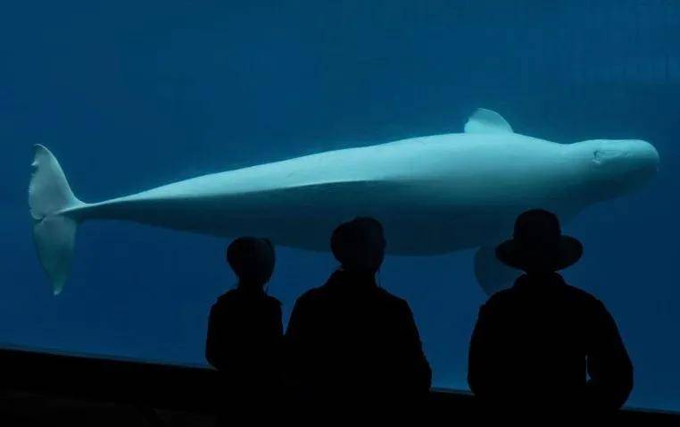 皇冠信用网代理出租_宁愿全部安乐死皇冠信用网代理出租,也不给中国?加拿大养不起30头白鲸,中国愿接手,然而...