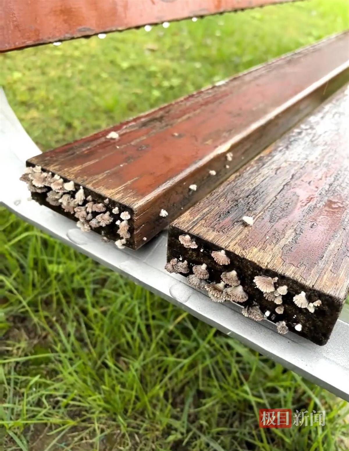 怎么开皇冠信用
_西安连续一个多月降雨遍地长蘑菇怎么开皇冠信用
,大雁塔受潮,城墙布满青苔,气象局解释成因