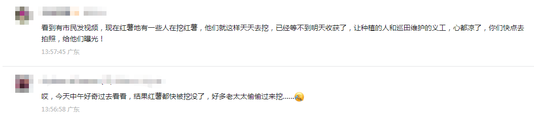 皇冠信用網结算日_深圳市中心竟有一大片“红薯地”皇冠信用網结算日！官方紧急提醒：请勿私挖