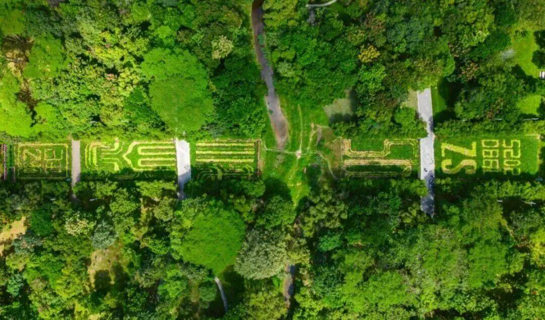 皇冠信用網结算日_深圳市中心竟有一大片“红薯地”皇冠信用網结算日！官方紧急提醒：请勿私挖