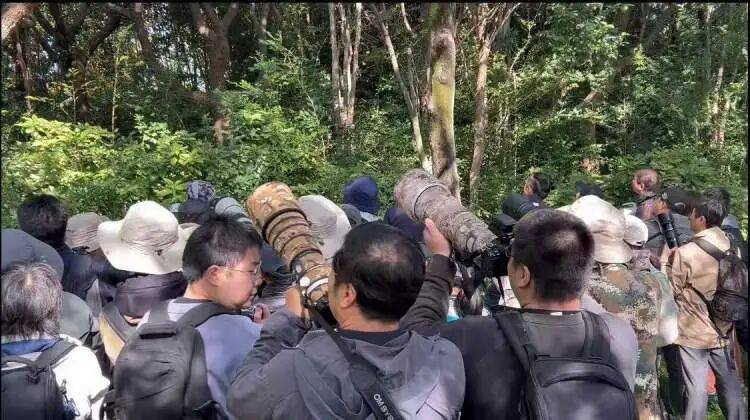 皇冠球网怎么做代理_百年罕见！首次在上海被目击皇冠球网怎么做代理，有人专门从北京“打飞的”赶来