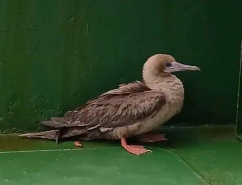 皇冠信用網哪里申请
_时隔114年皇冠信用網哪里申请
,它再次现身中国,罕见物种重现引关注