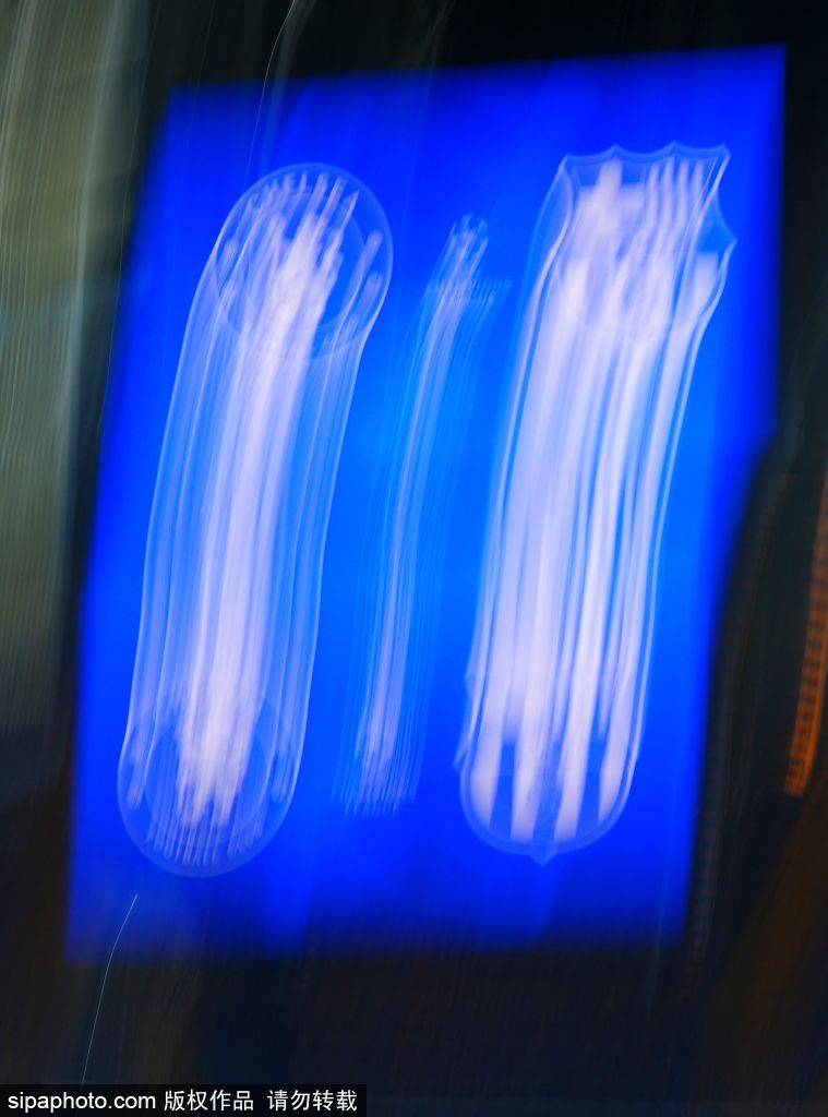 138信用盘出租
_凯塞多红牌风波:切尔西中场核心缺阵三场138信用盘出租
,马雷斯卡如何应对挑战?