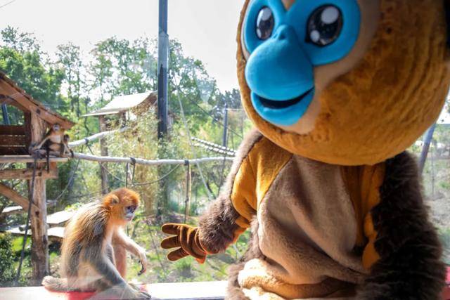 怎么申请皇冠信用网
_访华结束前怎么申请皇冠信用网
,马克龙把熊猫弄到手了