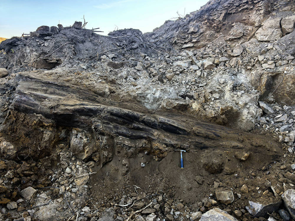 南非足球世界杯
_山西省阳泉市太旧高速路改线工程现场发现国家一级重点保护木化石