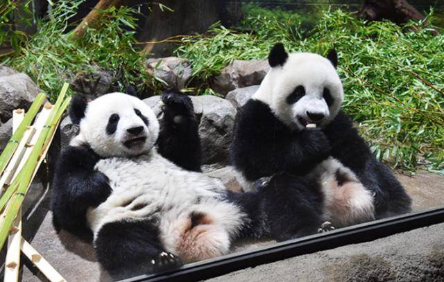 皇冠手机登入网址_日本等了30多天皇冠手机登入网址,终于在韩国见到中国官员,却发现中方早留了后手