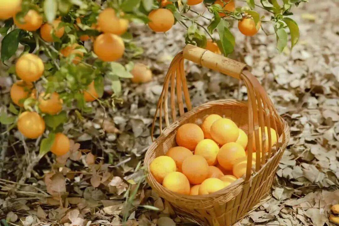 皇冠信用网在线开户_昆明一公园长期大门紧锁！有市民称已关闭6年皇冠信用网在线开户，管理方回应丨早读新闻4.8